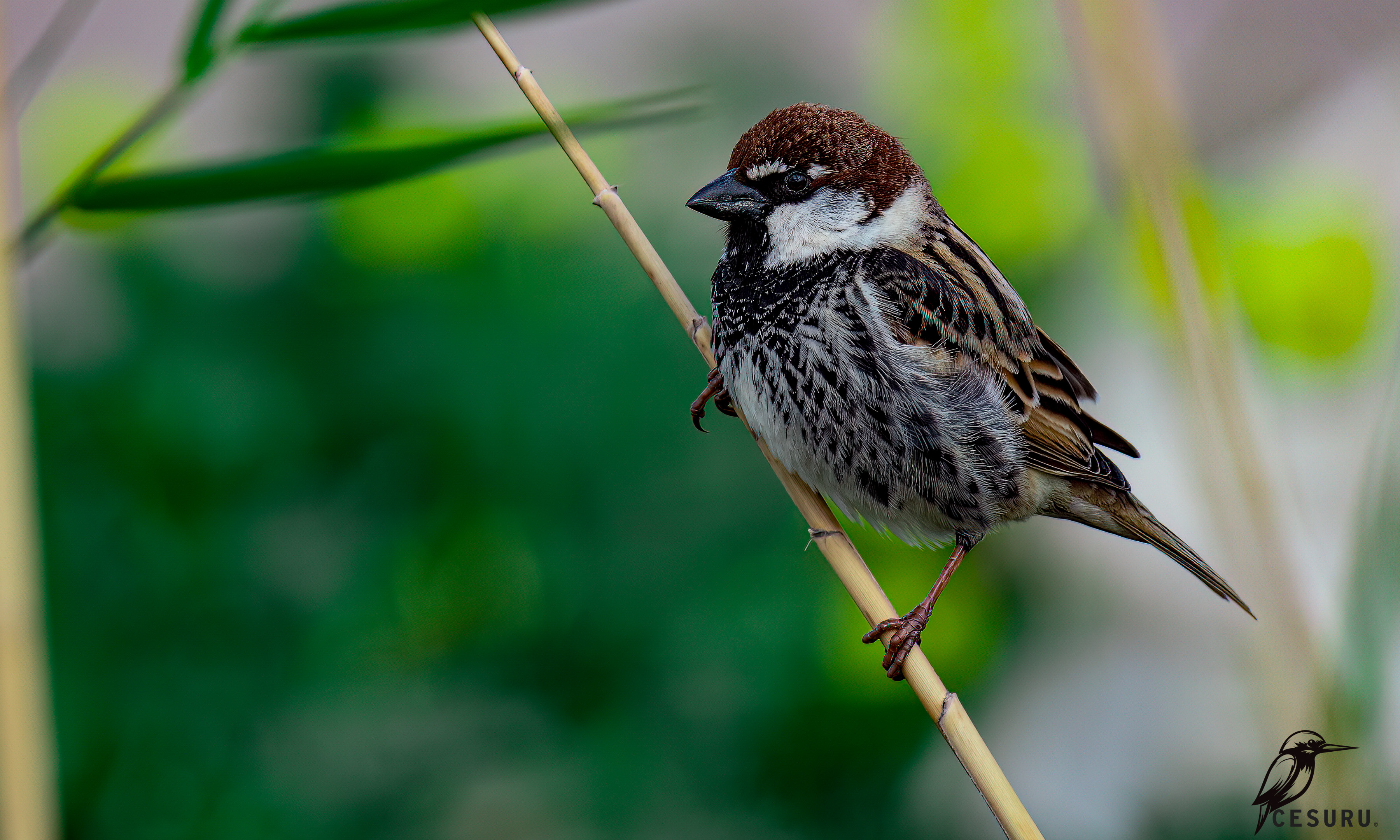 Spanish Sparrow